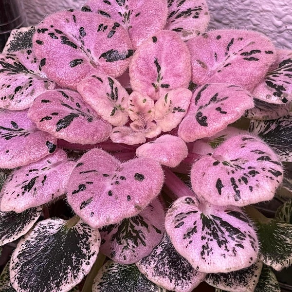 Cajun Lil Love African Violet Etsy