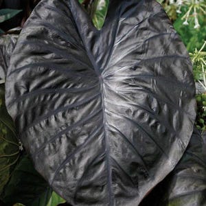Colocasia diamond head Starter Plant (ALL STARTER PLANTS require you to purchase 2 plants!)