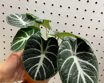 Alocasia ninja 4” pot (ALL PLANTS require you to purchase 2 plants!)