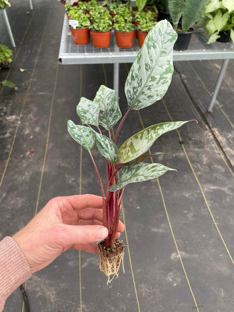 TheGreenEscape Apoballis acuminatissimum Plant - Thumbnail 2