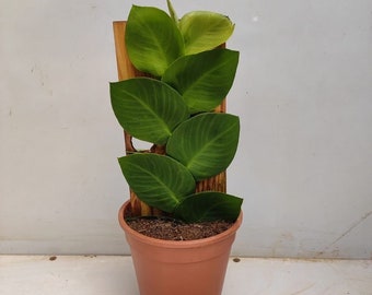 rhaphidophora hayi starter Plant (ALL STARTER PLANTS require you to purchase 2 plants!)