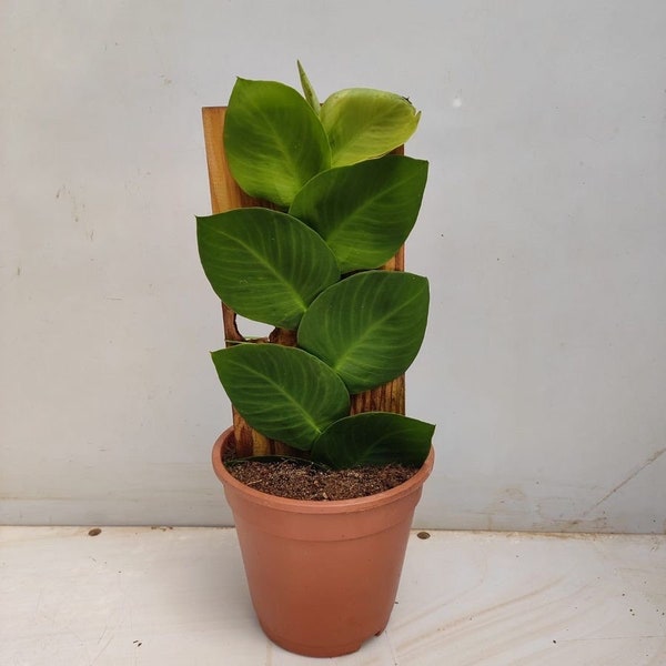rhaphidophora hayi starter Plant (ALL STARTER PLANTS require you to purchase 2 plants!)