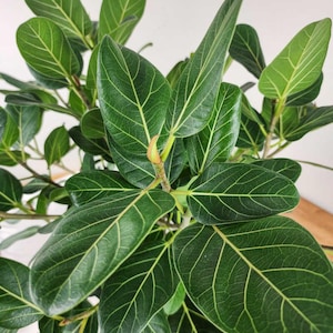 Ficus Audrey Starter Plant (ALL STARTER PLANTS require you to purchase 2 plants!)