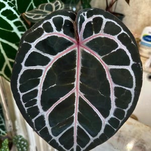 May include: A heart-shaped plant leaf with a dark green, velvety surface. The leaf features prominent, light-colored veins that form a grid-like pattern across the blade, with a distinct pinkish-red central vein running from the base to the tip.