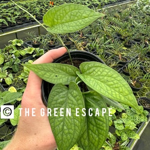 peace lily spotted leaves Spathiphyllum var. 6in Domino Variegated Peace Lily  Cornell Farm