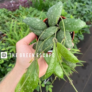 Hoya sigillatis 4” pot (ALL PLANTS require you to purchase 2 plants!)