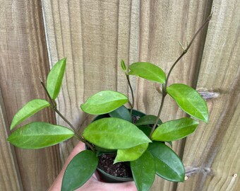 Hoya australis 4" Pot (ALL PLANTS require you to purchase 2 plants!)