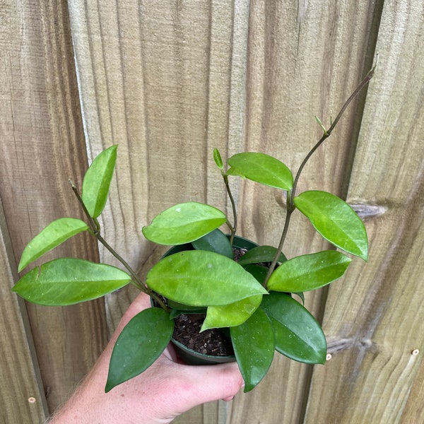 Hoya australis 4" Pot (ALL PLANTS require you to purchase 2 plants!)