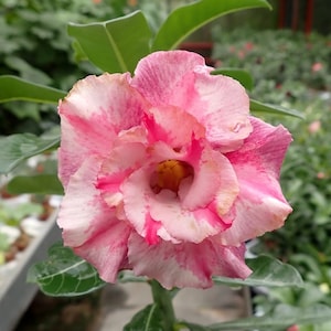Desert rose ce-02  “adenium Obesum” Starter Plant (ALL STARTER PLANTS require you to purchase 2 plants!)