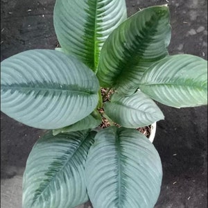 Homalomena “schismatoglottis “ Borneo silver Starter Plant (ALL STARTER PLANTS require you to purchase 2 plants!)