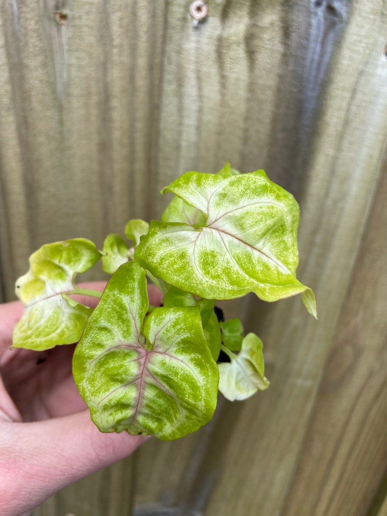 TheGreenEscape Syngonium Gold Allusion Plant