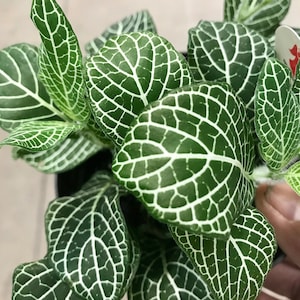 Fittonia white (nerve plant) Starter Plant (ALL STARTER PLANTS require you to purchase 2 plants!)