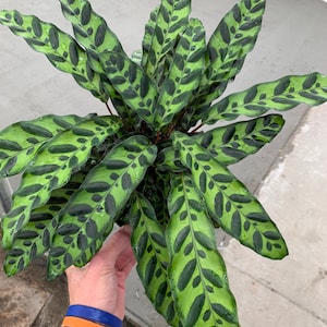 Calathea lancifolia (rattlesnake) Starter Plant (ALL STARTER PLANTS require you to purchase 2 plants!)