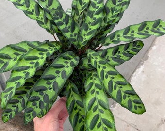 Calathea lancifolia (rattlesnake) Starter Plant (ALL STARTER PLANTS require you to purchase 2 plants!)