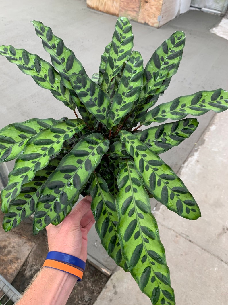 TheGreenEscape Calathea lancifolia Rattlesnake Plant