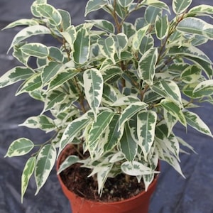 May include: A potted Ficus Benjamina plant with green and white variegated leaves. The plant is in a terracotta-colored pot, set against a dark background. The leaves have a distinctive pattern, adding visual interest to this houseplant.