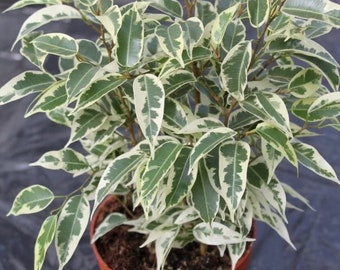 Ficus Benjamina Variegated Starter Plant (ALL STARTER PLANTS require you to purchase 2 plants!)