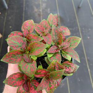 May include: A set of three ceramic mugs with a speckled, matte finish. The mugs are in shades of cream, light brown, and dark brown. Each mug has a simple, minimalist design and a rounded handle.