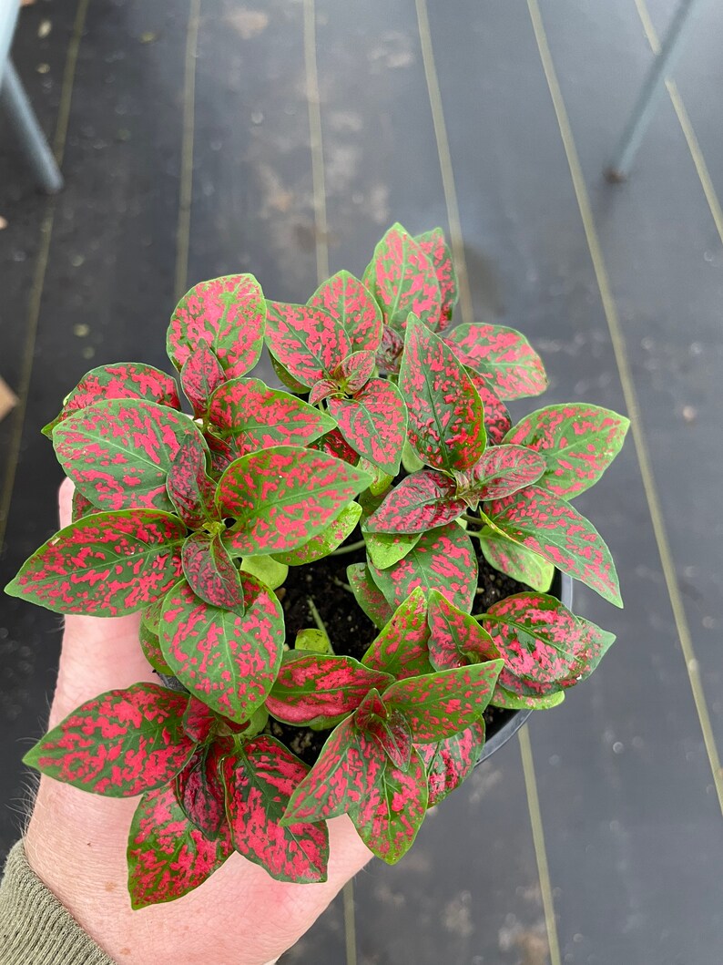 May include: A set of three ceramic mugs with a speckled, matte finish. The mugs are in shades of cream, light brown, and dark brown. Each mug has a simple, minimalist design and a rounded handle.