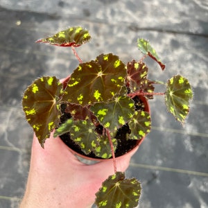 begonia Kit Kat 4”pot (ALL PLANTS require you to purchase 2 plants!)