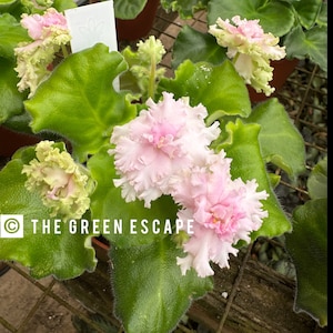 Kermit African violet starter plant (ALL Starter PLANTS require you to purchase 2 plants!)