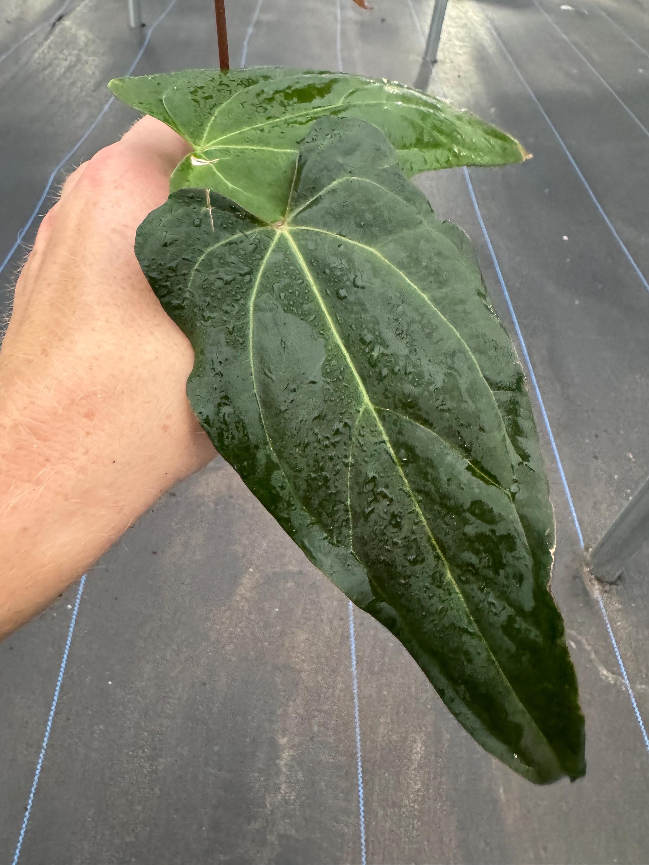Seed Grown Anthurium Fort Sherman X Papillilaminum Starter Plant