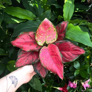 Aglaonema Pictum Tricolor Starter Plant **(ALL Plants Aglaonema Pictum Tricolor Starter Plant **(ALL Plants