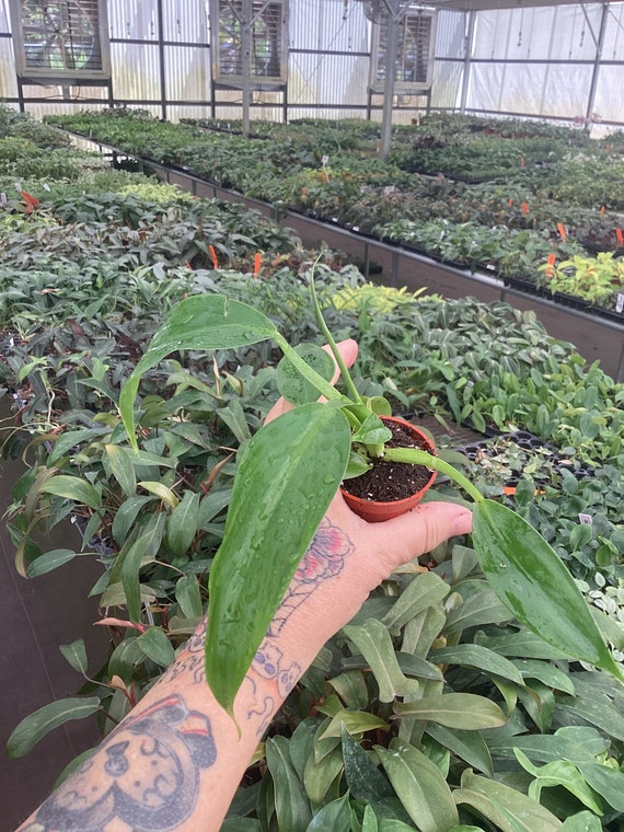 indoor multi plant stand Vidkun