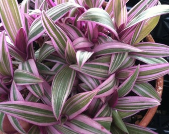 May include: A close-up of a Tradescantia plant, also known as a wandering jew. The plant has long, pointed leaves with green and white stripes, and a pinkish-purple underside. The plant is in a brown pot.
