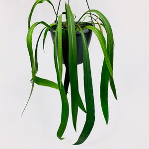 Anthurium vittarifolium Starter Plant (ALL STARTER PLANTS require you to purchase 2 plants!)