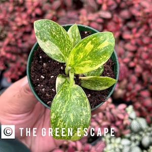 May include: A small potted plant with variegated green and yellow leaves. The plant is in a dark green pot filled with soil. The text "THE GREEN ESCAPE" is visible on the image. The background is blurred with red and pink foliage.
