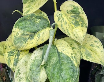 Scindapsus dark cloud Tissue Culture (ALL PLANTS require you to purchase 2 plants!)