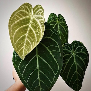 Anthurium magnificum (Indonesia origin) Starter Plant (ALL STARTER PLANTS require you to purchase 2 plants!)
