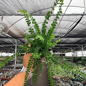 May include: A vibrant green plant with small, round leaves cascading from a hanging pot. The plant is held in a person's hand, showcasing its lush foliage. The background reveals a greenhouse setting with rows of other plants.