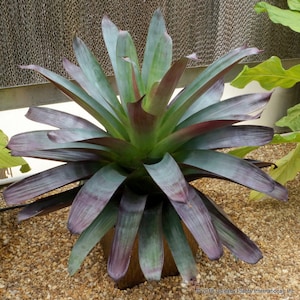 Bromeliad Julietta Starter Plant (ALL STARTER PLANTS require you to purchase 2 plants!)