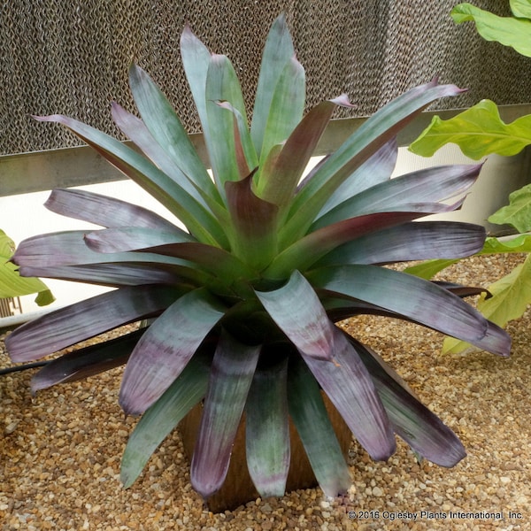 Bromeliad Julietta Starter Plant (ALL STARTER PLANTS require you to purchase 2 plants!)