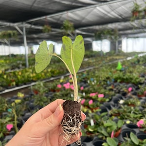 Planta de inicio de Colocasia Mojito (¡TODAS LAS PLANTAS DE INICIO requieren la compra de 2 plantas!) imagen 9
