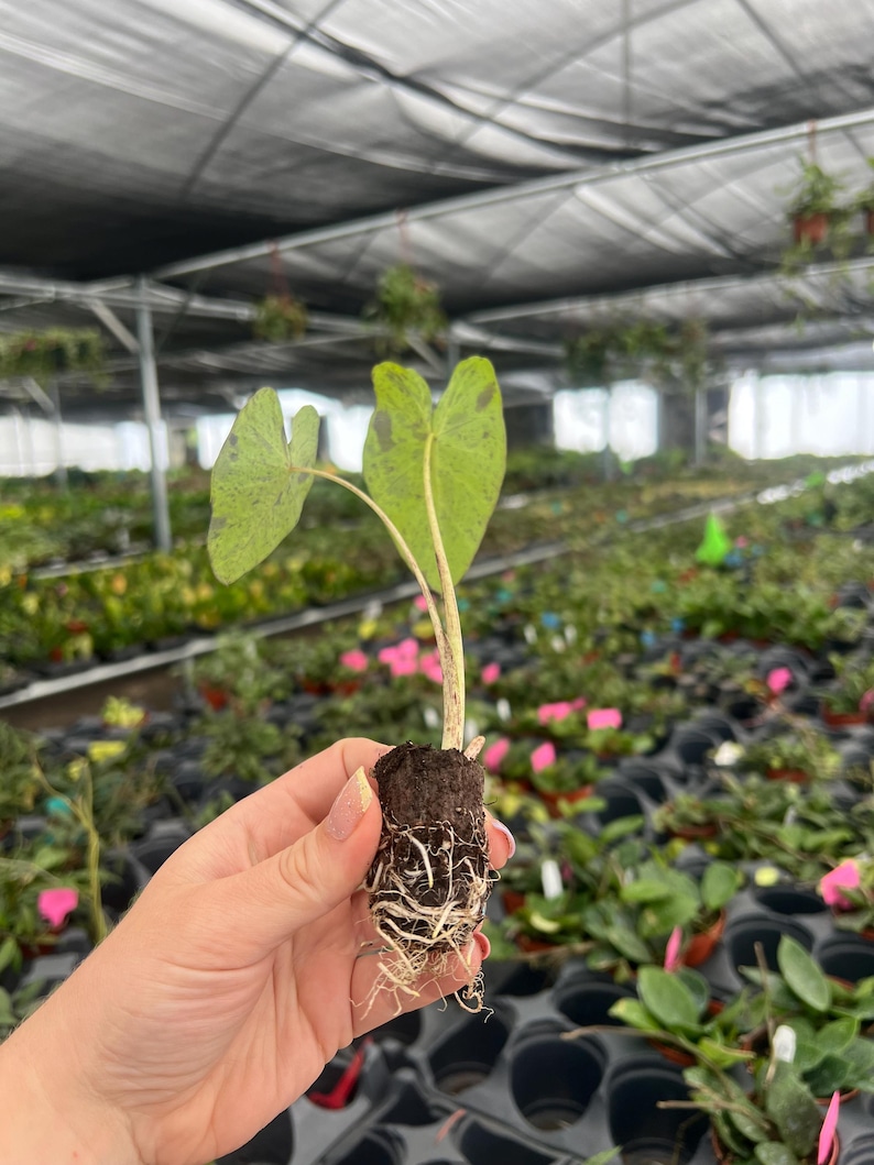 Planta de inicio de Colocasia Mojito (¡TODAS LAS PLANTAS DE INICIO requieren la compra de 2 plantas!) imagen 9