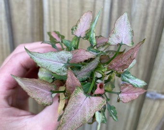 May include: A close-up of a Syngonium plant with pink and green leaves. The leaves are heart-shaped and have a variegated pattern. The plant is in a small pot and is being held by a person.