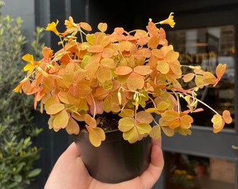 Oxalis Velvet sunset Starter Plant (ALL STARTER PLANTS require you to purchase 2 plants!)