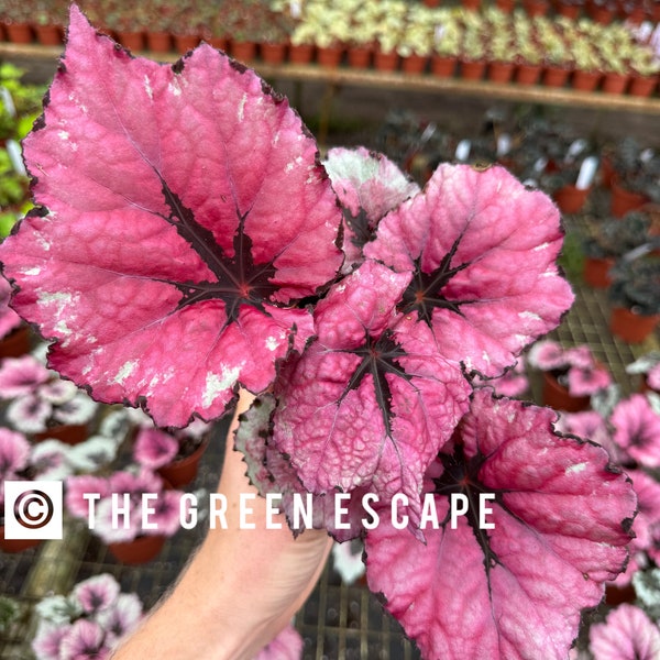 begonia pink shimmer 4”pot (ALL PLANTS require you to purchase 2 plants!