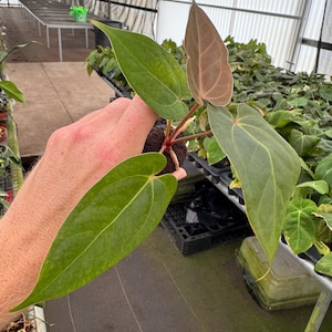 Seed grown Anthurium black sweet x red gunsal Starter Plant (ALL STARTER PLANTS require you to purchase 2 plants!)