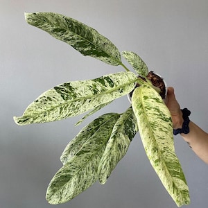 epipremnum giganteum marble Starter Plant (ALL STARTER PLANTS require you to purchase 2 plants!)