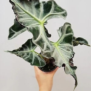Alocasia Loco Starter Plant (ALL STARTER PLANTS require you to purchase 2 plants!)