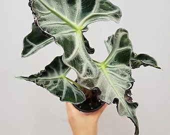その他観葉植物 hapiAnthurium subsignatum その他観葉植物 hapiAnthurium subsignatum その他観葉植物