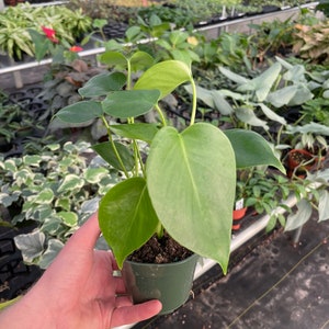 Monstera deliciosa 4” pot (ALL PLANTS require you to purchase 2 plants!)