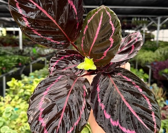 Exact Plant Calathea Dottie Specific 4” Pot 294FEE | F (All PLANTS require you to purchase 2 plants!)