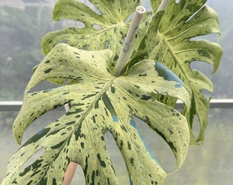 Monstera bulbasaur tissue culture 1 pack (ALL PLANTS require you to purchase 2 plants!)