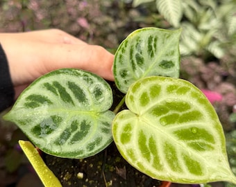 junglck aloe vera gel haare Aloe Vera Gel