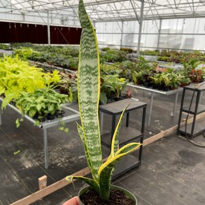 Puede incluir: Una planta de serpiente en maceta (Sansevieria trifasciata), con una hoja alta y vertical. La hoja es verde con rayas horizontales de color verde claro y bordes amarillos. La planta est&aacute; en una maceta de pl&aacute;stico verde, sostenida por una persona.